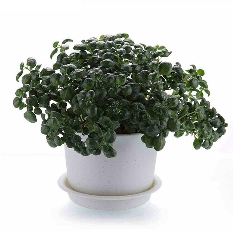 

PP Round Flower Pot Saucers 10pcs for Small to Medium Pots Indoor Outdoor Plant Drainage Trays for Home Garden Decor 2(