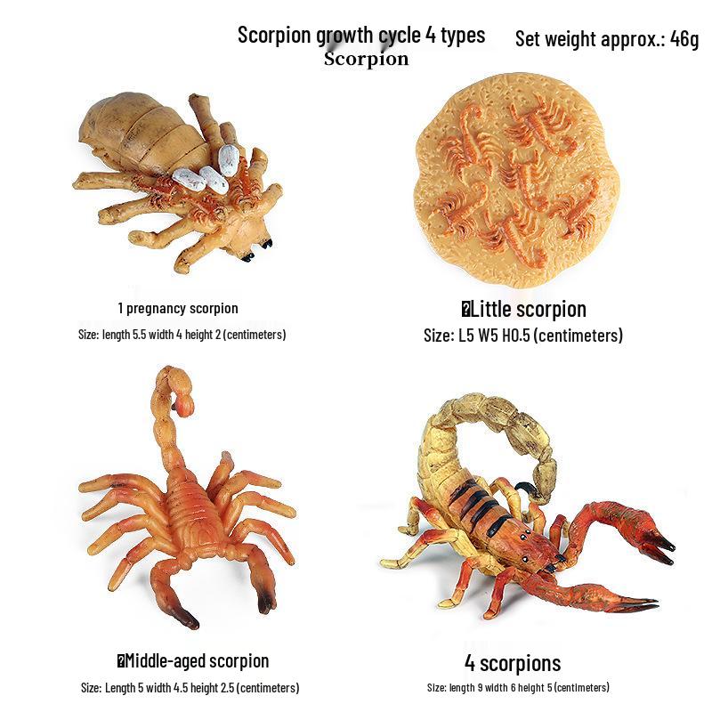 Frog Life Cycle Model Set: Tadpole to Frog Educational Toys for Kids