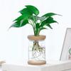 Transparenter Blumentopf Hydroponischer automatischer Wasseraufnahme-Blumentopf aus Kunststoff