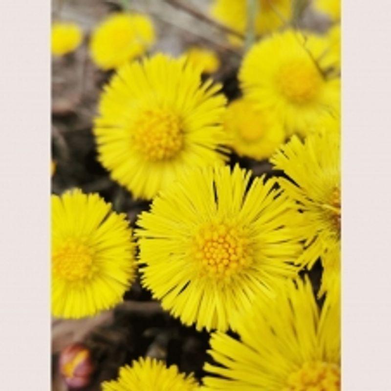 Rausch Colthfoot Dandruff Shampoo 200ml