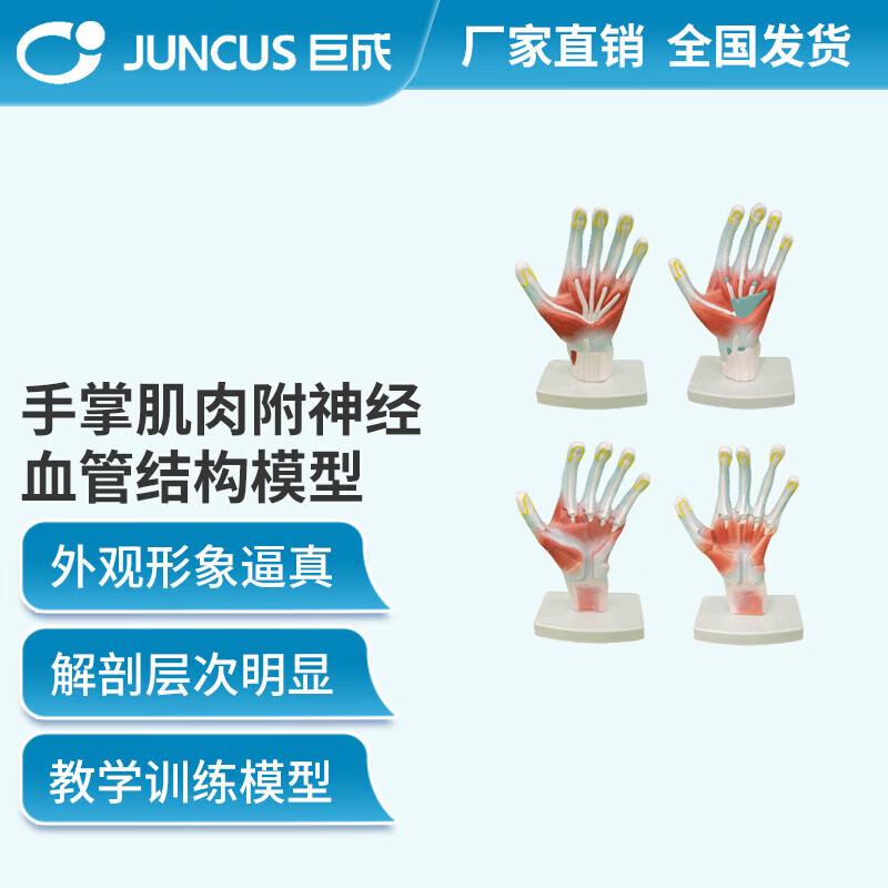 Human Hand Muscle Nerve Vessel Anatomy Model