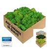 Dried Flower - Gjs - Icelandic Moss - Natural - Durable - Biodegradable