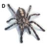 3D Animal Figure Spider Lizard Scorpion Car Sticker Car Window Glass Bumper Decal Decoration Water Resistance and High Viscosity