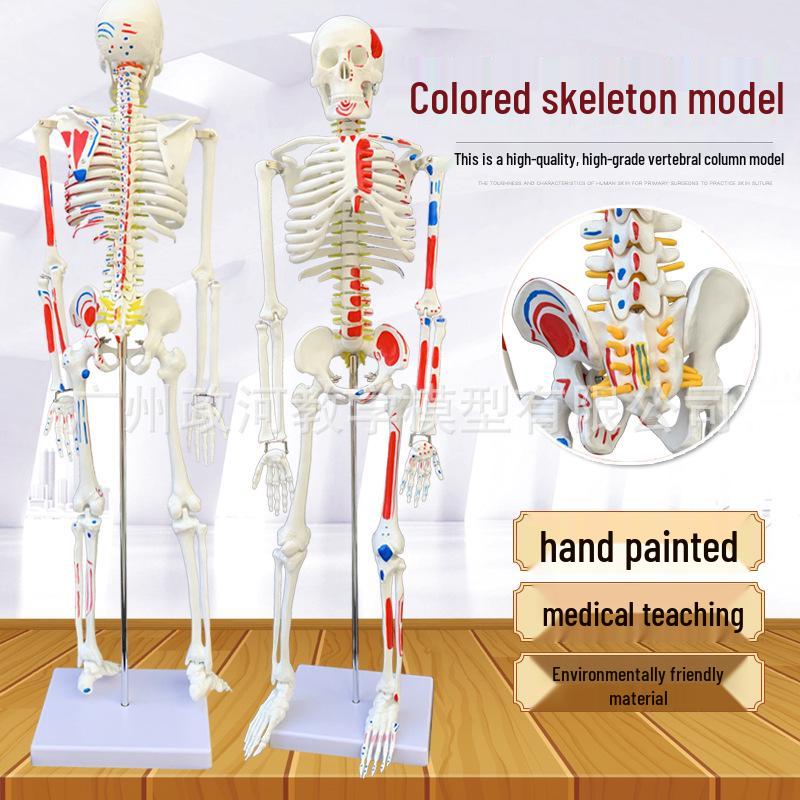 85cm Human Skeleton Model with Nerve and Intervertebral Disc Details, Color-Coded Muscle Origins and Insertions 85CM
