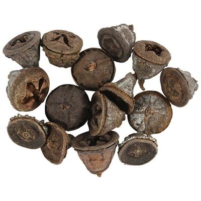 Dekorative Zapfen - Eukalyptus - 25 g - 25 bis 30 mm - Weiß