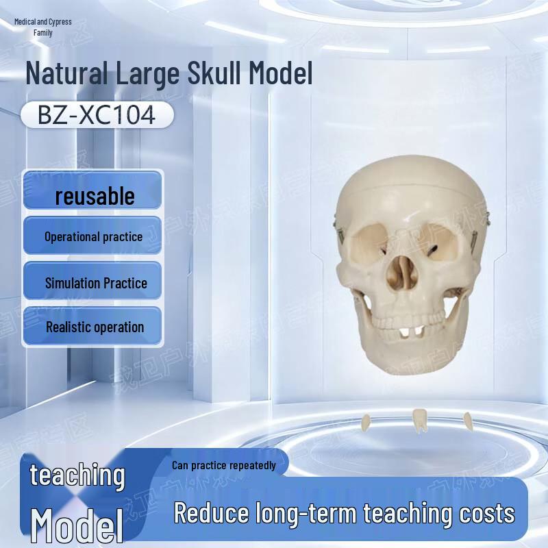 Yibaike Natural Human Skull Model