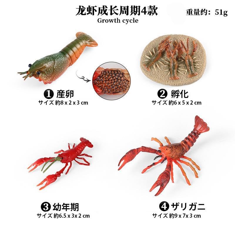 Nekogamiyama Crayfish Growth Stage 4-Piece Figure Set, Lake and River Creatures, Miniature Ornament, Interior Decor, Collectible Model, Model Kit 2454