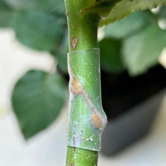 Silicone Grafting Sleeves Elastic Thin-Walled Grafting Tubes Rapid Plant Bonding Grafting Tools for Fruit Trees