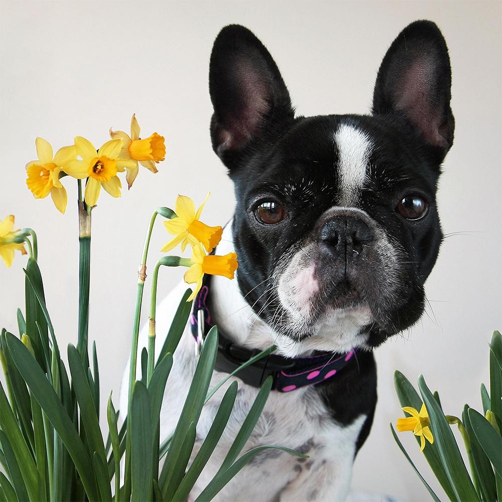 

Алмазная картина с крестом, животное, полная круглая дрель, Алмазная вышивка, собака, Алмазная мозаика, рукоделие, настенное искусство Full Round 40x40CM