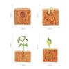 Seed Growth Model Montessori Educational Toys Plant Growth Process Cognition Montessori School Creative Early Education Toys