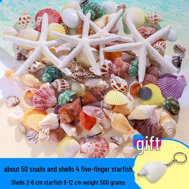 Handmade Decorative Seashells & Starfish for Fish Tanks: Landscaping, Painting, Specimens, Whelks, Hermit Crabs