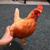 32 cm Game Stuffed Doll Cute Rooster Plush Toy Plush Doll Chicken Stuffed Toy  Home Decor