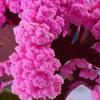 Magic Paper Sakura Crystal Trees DIY Flowering Cherrytree Novelty Toy Boys Girls Gift Christmas Home Xmas Tree Decor Ornament