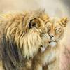Diamond Embroidery Painting Animal Rhinestones DIY Diamond Embroidery Cross Stitch Lion Full Mosaic Home Decor