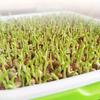 2026New Home Germination Tray Tray Seed Germination Tray Seedling Tray Wheatgrass Seed Planting Soilless Cultivation Planting