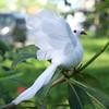 Simulation Doves Portable Model Feather Bird White Doves Foam Plastic Foot Multifunctional Wedding Decor for Home Party Props