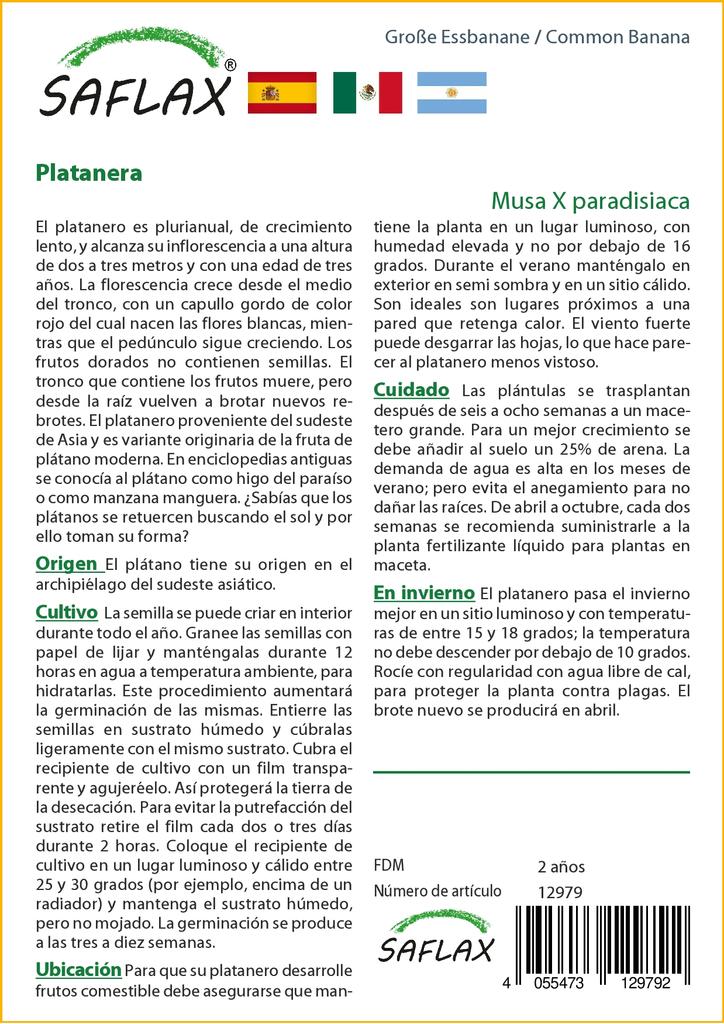 SAFLAX Common Banana - 10 Seeds - Musa X Paradisiaca