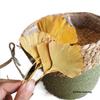 Ginkgo Leaf Plant Specimen - Pressed Flower Material for Handmade Projects & Desktop Decor