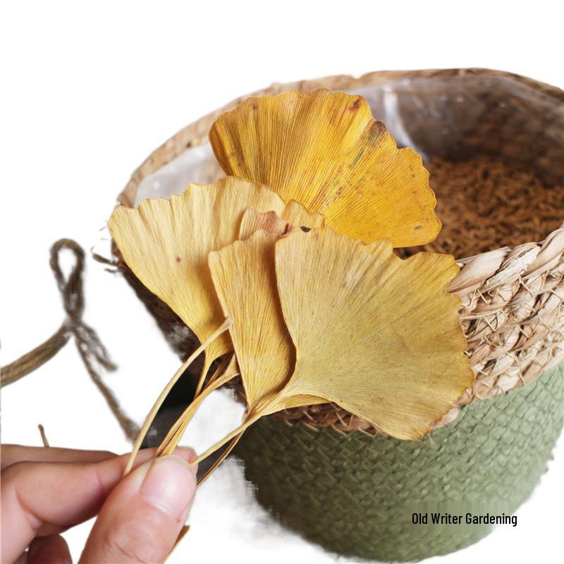 Ginkgo Leaf Plant Specimen - Pressed Flower Material for Handmade Projects & Desktop Decor