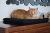 Cleo Heather Windowsill 50 X 20 X 3