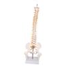 Spine Model Spinal Cord Model,Teaching Aids with Stand Learning Medical Vertebral Column