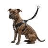 Hunde – Hundehalsbänder & Leinen