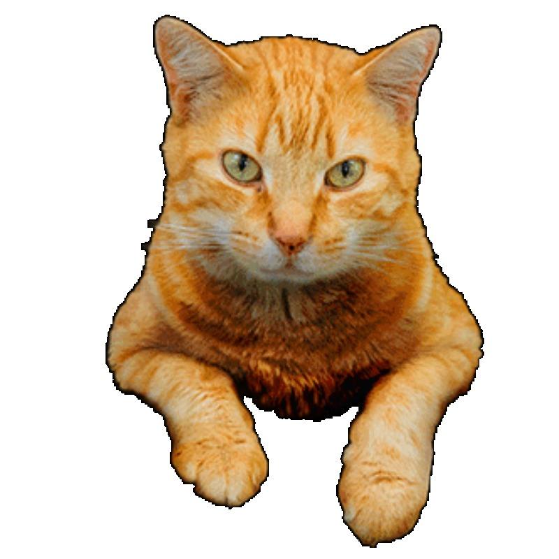 Oversized T Shirt Black Orange Cat Print Casual Wear for Women Summer Fashion Streetwear Top Unisex Loose Fit Graphic Tee