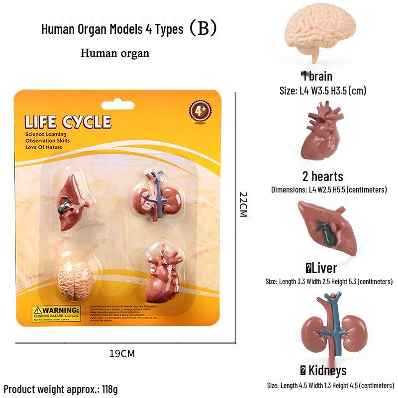 Mini Animal Growth Cycle Toys: Butterfly, Rooster, Ant, Frog, Sea Turtle, Dragonfly