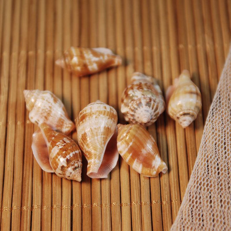 Phoenix Shell Vase: Natural Mini Conch Wishing Bottle for Aquarium Decor
