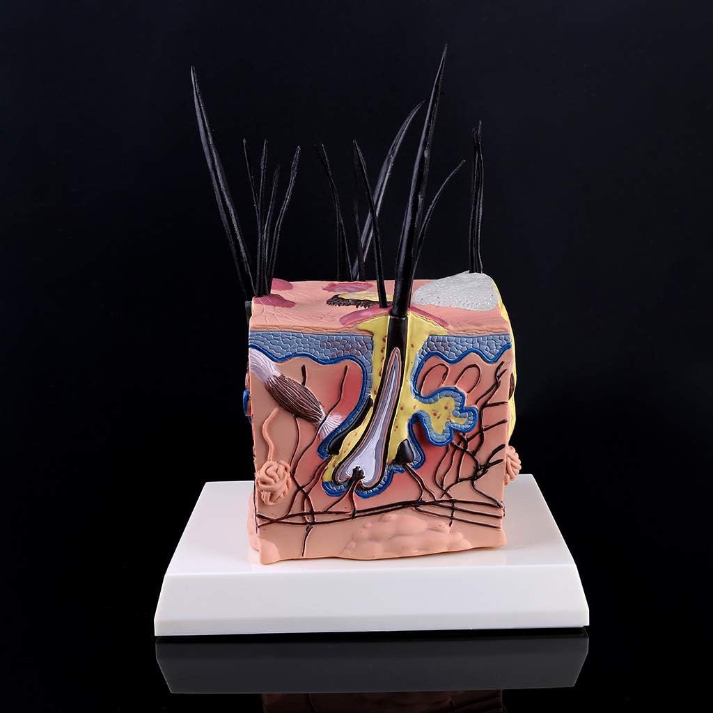 Dog Skin Model Sick Dog Canine Skin Anatomical Model Veterinary Vet Anatomy Display Teaching, 10x10cm