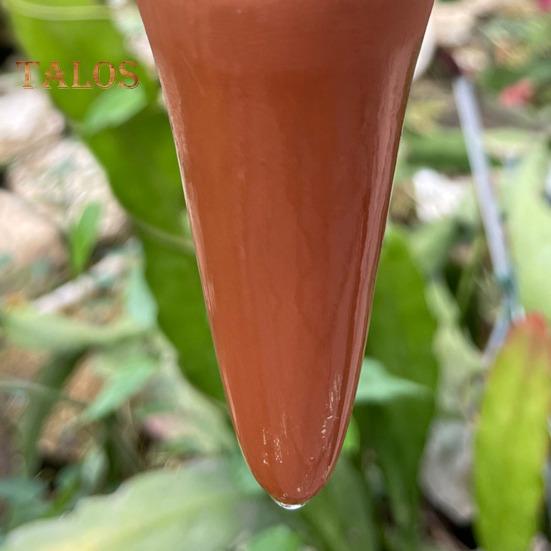 4 ks Zavlažovací trny ve tvaru kaktusu Terakotová hliněná rostlina Samozavlažovací kolíky Pomalu se uvolňující zavlažovací trny pro pokojové venkovní rostliny