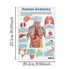 16Pcs Human Anatomy Poster Human Organs Brain Liver Heart Anatomy Poster Medical Classroom Office Room Home Aesthetic Decoration