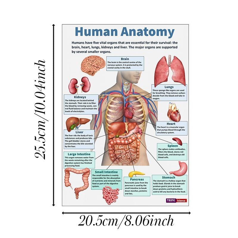 

16Pcs/set Human Anatomy Poster Human Organs Brain Liver Heart Anatomy Poster Medical Classroom Decorative Wall Art
