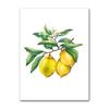 Lemon Print Chinoiserie Planter Bonsai Canvas Painting Zen Decor Oriental Art Blue White Willow Style Lemon Poster Kitchen Decor