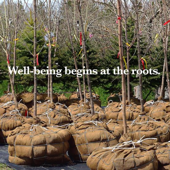 Rolka tkaniny jutowej Naturalna tkanina jutowa na zimowe owijanie drzew, osłony na rośliny, ochrona przed mrozem, DIY