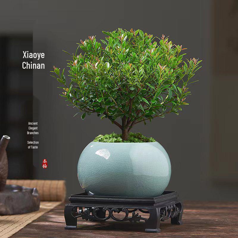 Red Leaf Bonsai Seedling - Easy Care Indoor Evergreen, Perfect for Hydroponics and Micro Landscapes