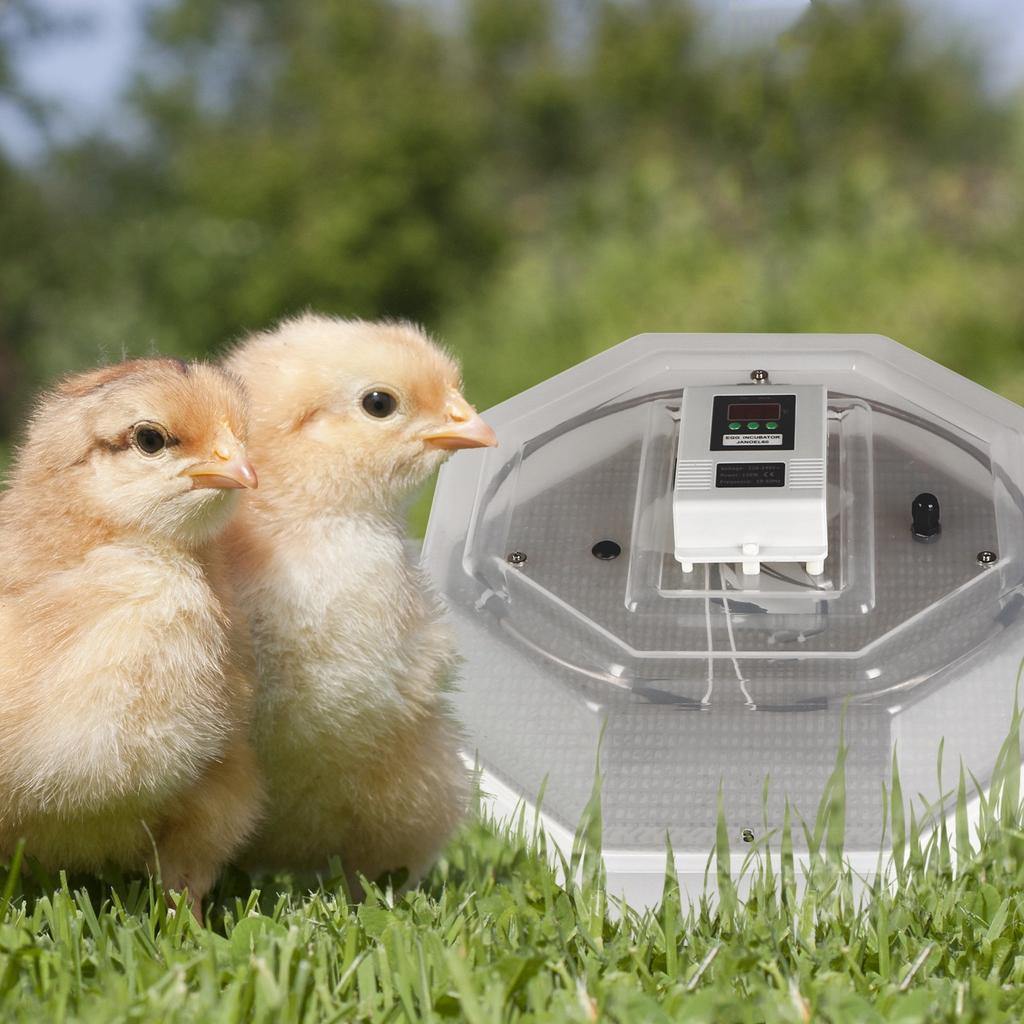 Kruger Meier Prolexor 60 Egg Incubator with Automatic Thermostat
