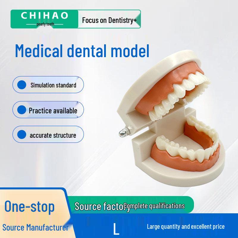 Modelo Dental No Extraíble con 28 Dientes