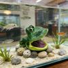 Pești și animale marine – Decorul acvariului