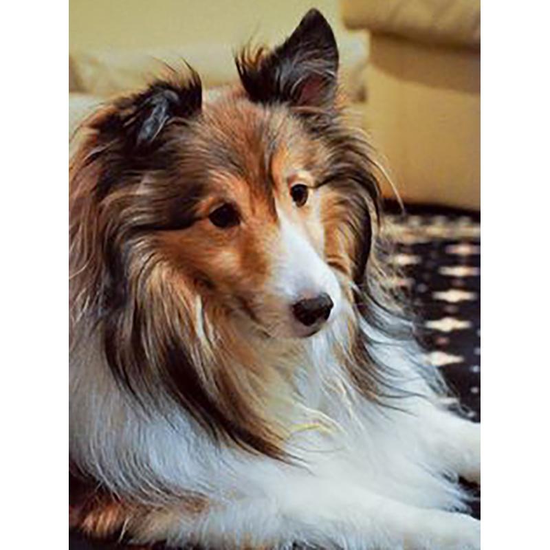 DIY 5D Diamond Painting Cross Stitch Kits Full Round Drill Dog Wall Art Mosaic Animal Diamond Embroidery Home Decoration Gift