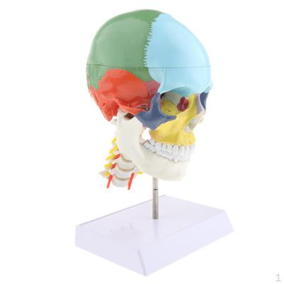1:1 Colored 22 Parts Human Head Skull With Cervical Vertebra Model