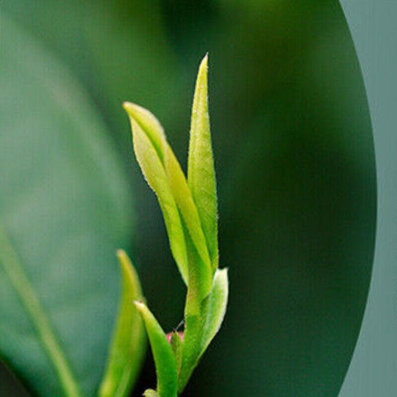 100g Anji Baicha White Tea Časné jaro Zelený čaj One Bud Jednolistový čínský čaj