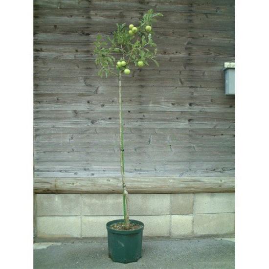 

Горшок щелевой Kaneya Sangyo Диаметр 40 см x Диаметр дна 35 см x Высота 33 см