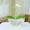 Hydroponic Floral Arrangement Holder Transparent Acrylic Desktop Decoration Multifunctional Container