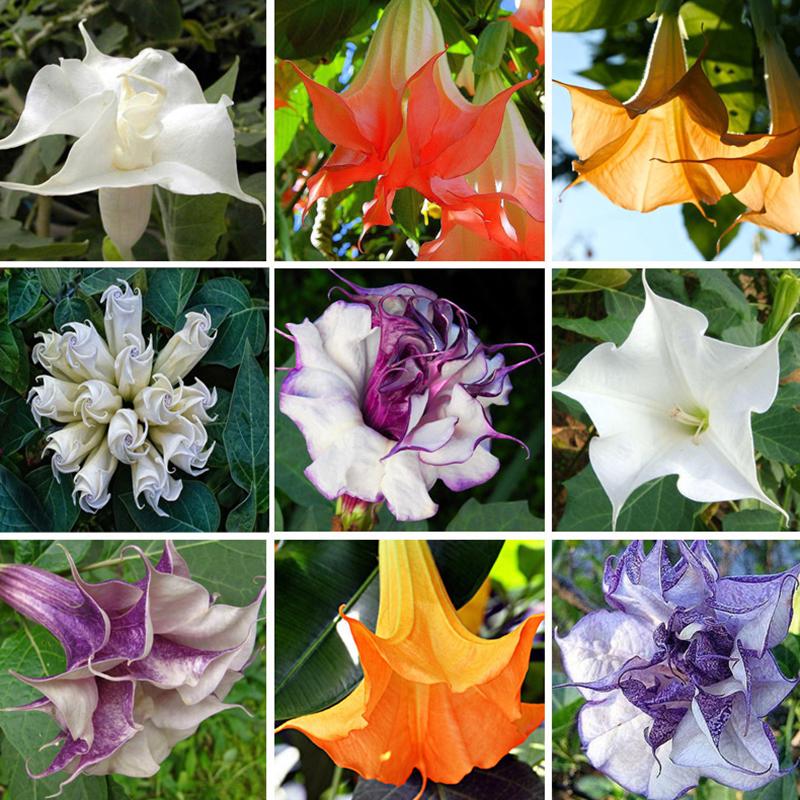 Four Seasons Datura Seeds brugmansia Angel Trumpets Bonsai FlowerPotted