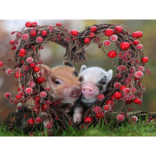 Porc DIY 5D pictura cu diamante cu punct de cruce animal rotund complet rășină diamant broderie kit imagine de strass mozaic walll art