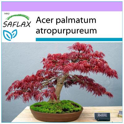 Bonsai - Roter japanischer Ahorn - 20 Samen - Acer palmatum