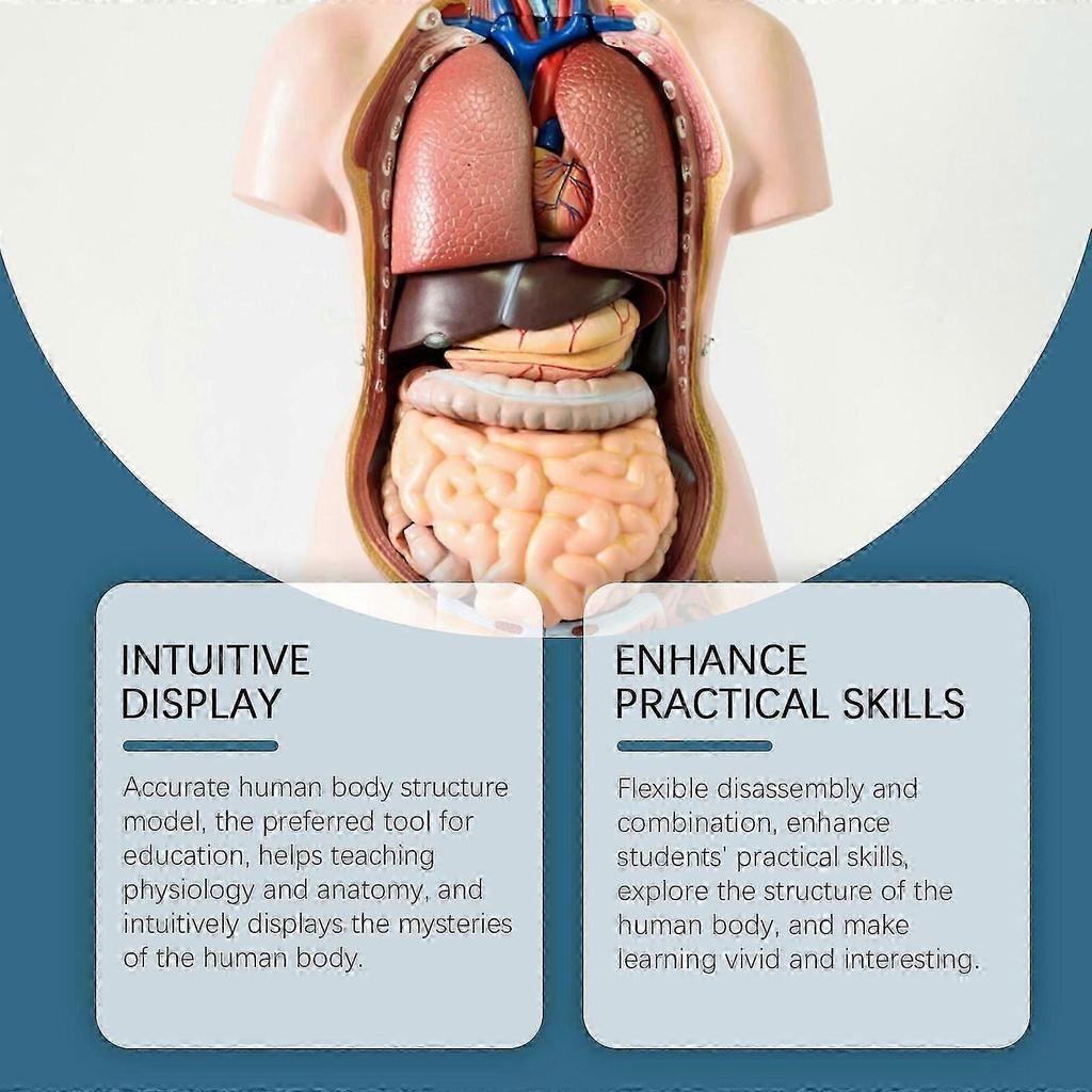 Abnehmbares Modell der menschlichen Körperstruktur - Pädagogisches Anatomie-Spielzeug für Kinder, Interaktives, Langlebiges und Realistisches menschliches Anatomie-Lernwerkzeug für das Klassenzimmer