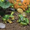 Frog Statue Mini Durable Resin Terrarium Micro Landscape Frog Miniature for Gift