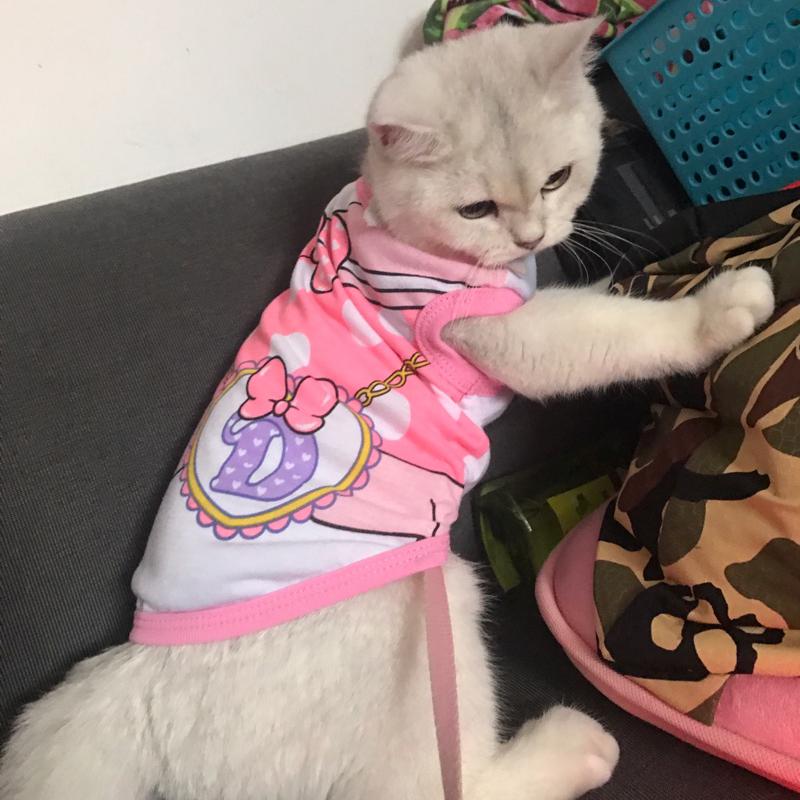 Cute Sphynx Cat Shirt Vest for Cats Gotas Summer Breathable Pet Clothes Clohting Katten Kedi mascotas Costume Dog Suit ropa para